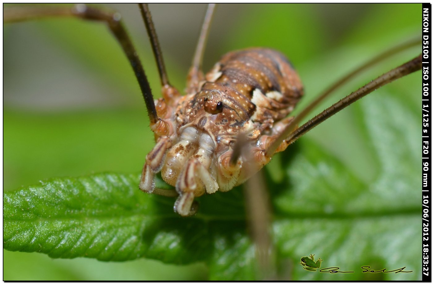 Dasylobus argentatus da Villanova Monteleone No 149